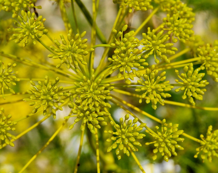 Anethum graveolens ? - Aneto